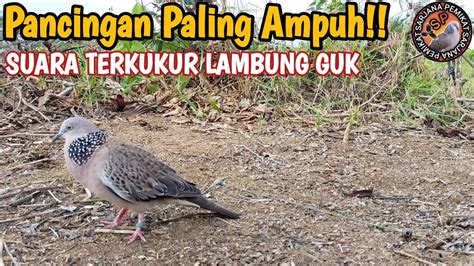 Pancingan Paling Ampuh Suara Terkukur Lambung Guk Youtube