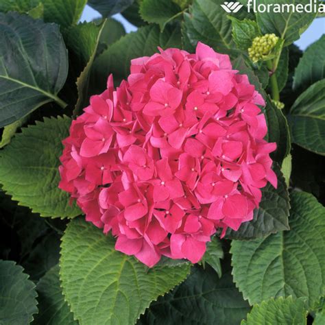 Hydrangea Leuchtfeuer Pot 5l Truffaut