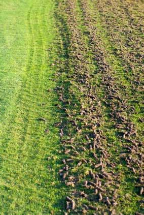 What Is Turf Aeration? When And Why Is Lawn Aeration Done