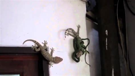 Tokay Gecko Helps Friend Escape From Snake Youtube