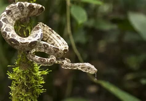 Exploring the Amazon Tree Boa: Facts, Behavior, and Habitat - Reptile Craze