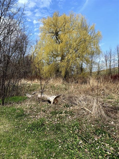 Beautiful Willow Tree On The Great Lakes Waterfront Trail Flickr