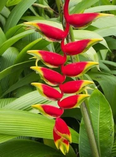 Heliconia Rostrata Kit 4 Mudas Parcelamento Sem Juros