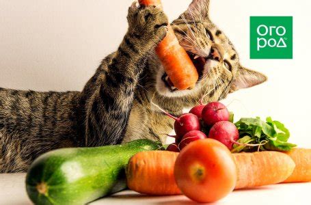Лучшие бодрящие напитки на замену кофе и чаю | Дачная кухня (Огород.ru)