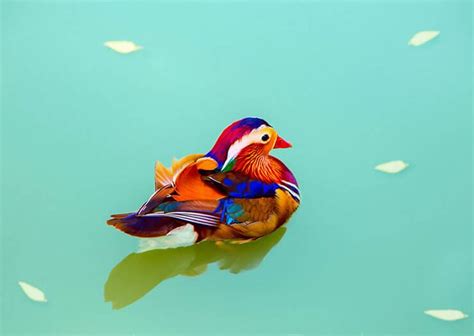 The Mandarin Duck - The Beautifully Colored Asian Duck