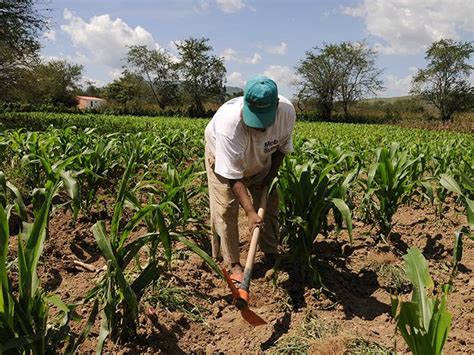 Empresarios Franceses Ven Potencial Agrícola En México Dineroenimagen