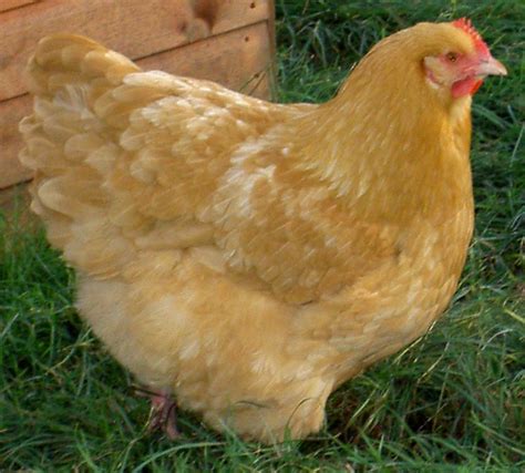 Buff Orpington Perth Western Australia Breeder