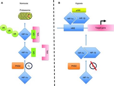 Schematic diagram of the HiF 1α pathway Notes in normoxia A PHDs