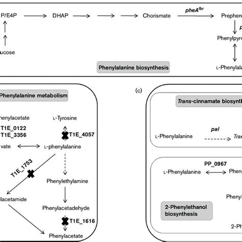 Pathways For L Phenylalanine 2 Phenylethanol And Trans Cinnamate