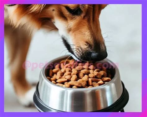 25 Quick And Easy Tips To Make Your Dog Eat Dry Dog Food