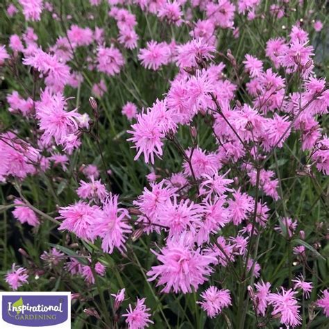 Lychnis Petite Jenny Inspirational Gardening