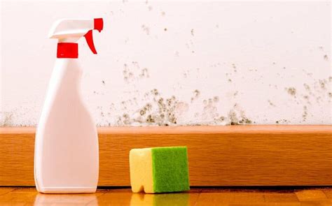 Best Mold Killing Sprays - Top picks + Eco Alternatives