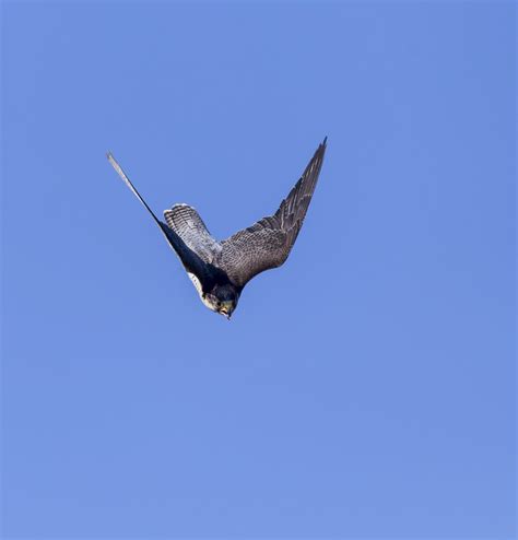 Peregrine Falcon Flying Speed