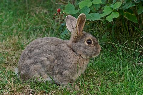 Natur Fotos Net Naturfotografien Von Christoph Mischke Hasenartige