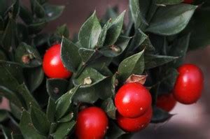 Иглица колючая: лечебные свойства и применение - Рецепты народной медицины