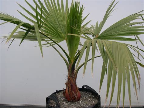 Washingtonia robusta – impact plants