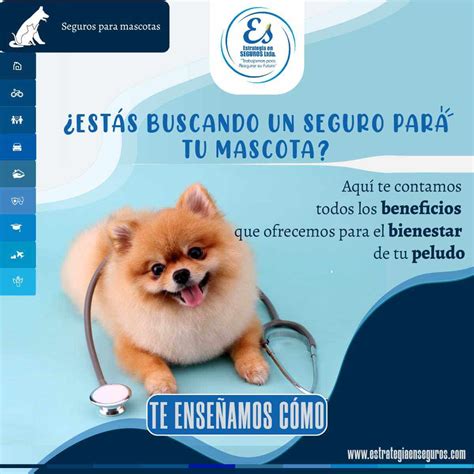 ¿estás Buscando Un Seguro Para Tu Mascota Estrategia En Seguros