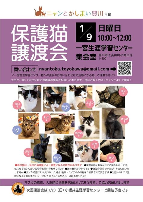 19日保護猫譲渡会を開催します ニャンとかしまい豊川 活動ブログ