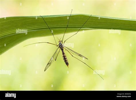 Spotted Cranefly Nephrotoma Appendiculata On A Leaf Lorraine France