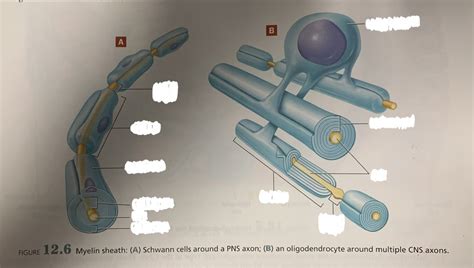 Myelin Sheath Diagram | Quizlet