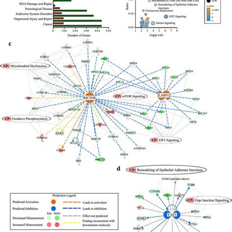 Top Disease Phenotypes Canonical Pathways And Predicted Upstream