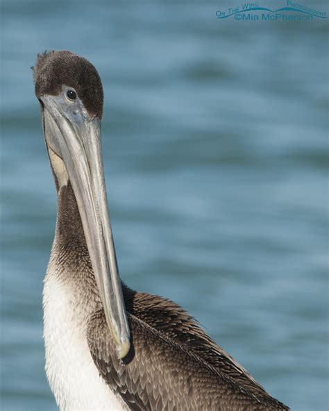 Brown Pelican Juvenile Portrait On The Wing Photography