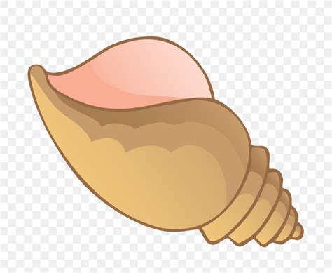 Conch Seashell Clip Art, PNG, 800x673px, Conch, Cartoon, Drawing ...