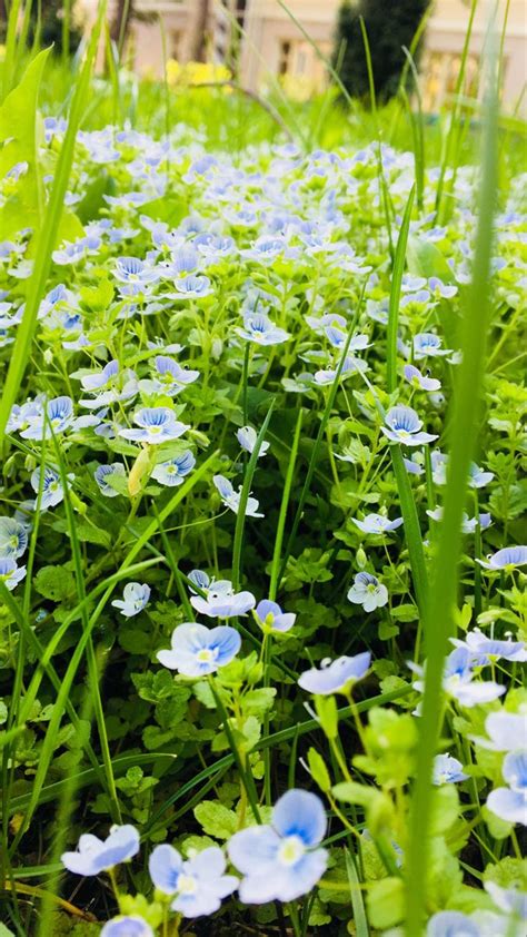 Красивые уличные цветы Herbs, Herb, Medicinal Plants
