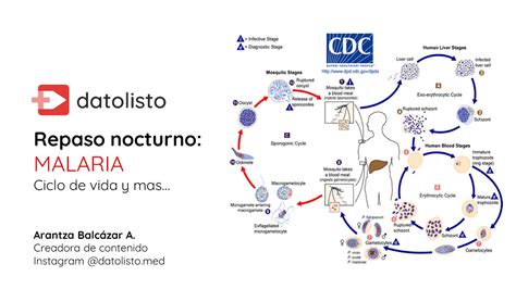 Malaria Ciclo De Vida Y Mas Repaso Nocturno 🦟 Youtube