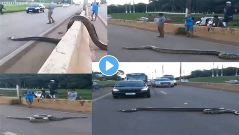 Viral Video Anaconda On Highway Snake Sanp Azgar Brazil Instagram