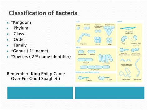 Ppt Classification Of Bacteria Powerpoint Presentation Free Download