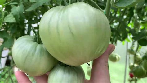 Обзор сортов томатов.Сезон 2020. - YouTube