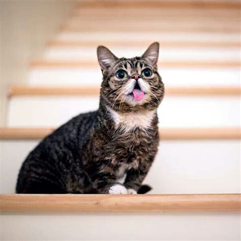 Lil Bub Cats And Kittens Bub The Cat Cute Animals