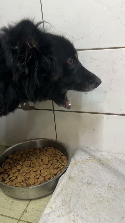 Черныша 🐾 - YouTube