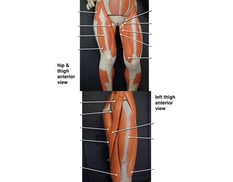 Lab 9 Anterior hip & thigh muscles Quiz