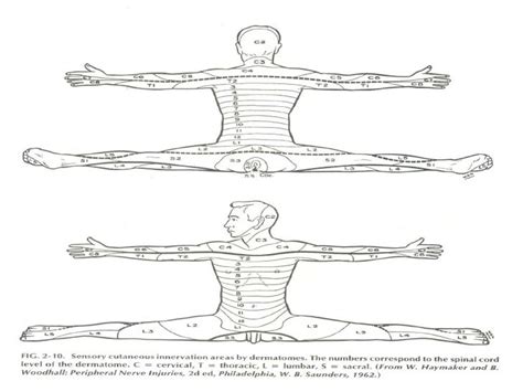 Localization In Clinical Neurology 