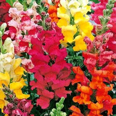 Купить семена Львиный зев Крупноцветковый, смесь в магазине Первые ...