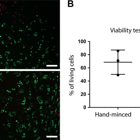 Figure A Assessment Of Chondrocyte Viability In Cartilage Minced By