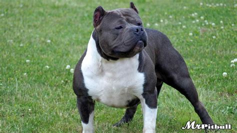 AMERICAN BULLY - PITBULL BULLIES