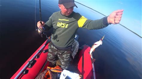 Поймали раненого окуня. Потбитый окунь Рыбинского водохранилища. - YouTube