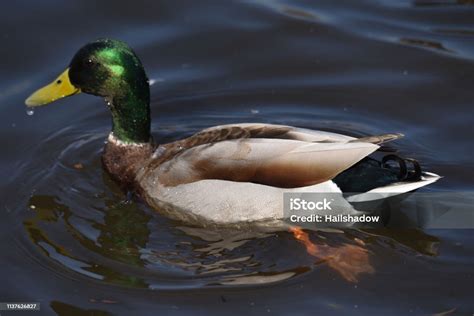 Male Mallard Duck Stock Photo Download Image Now Animal Animal