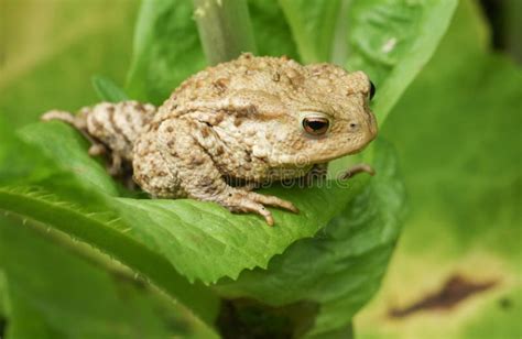 Un Crapaud Commun Bufo Bufo De Grande Chasse Se Reposant Dans Les