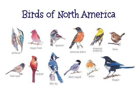 Birds Of North America Part 1 - Design Cuts