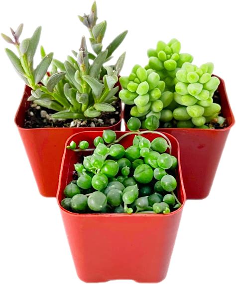 Amazon Hanging Succulent Plants Set 3 Pack String Of Pearls