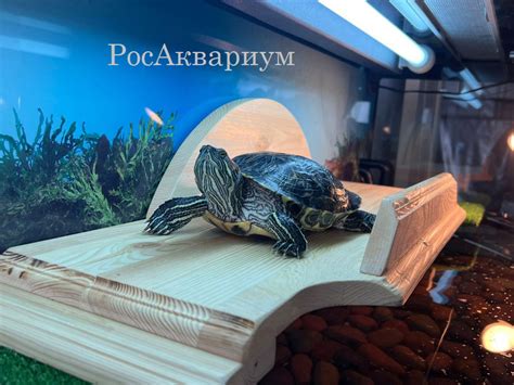 Аквариумы для красноухих черепах, рекомендации - Для красноухой ...