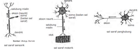 Sistem Saraf Pada Manusia (Sel Saraf, Impuls, Sinapsis, Selaput Mielin ...