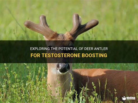 Exploring The Potential Of Deer Antler For Testosterone Boosting Medshun