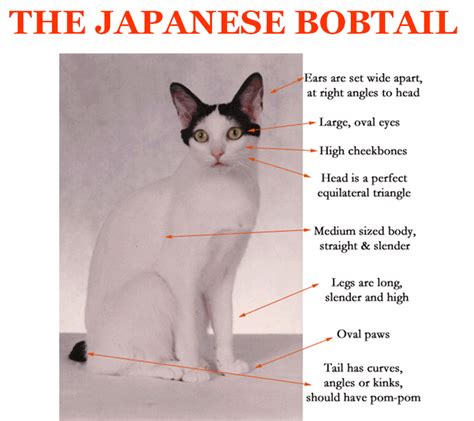 Japanese Bobtail Cat - Scottish Dancers Cattery