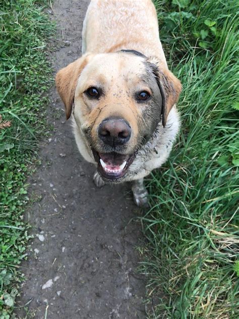 My Boy Jenson 😍 Labrador