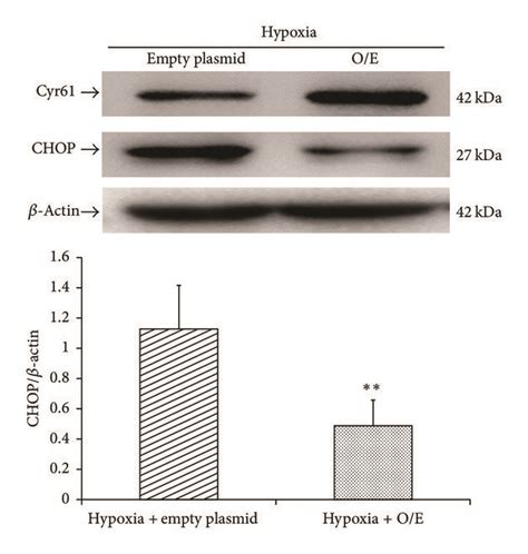 Overexpression Of Cyr Downregulated Chop Protein Level A Mrna